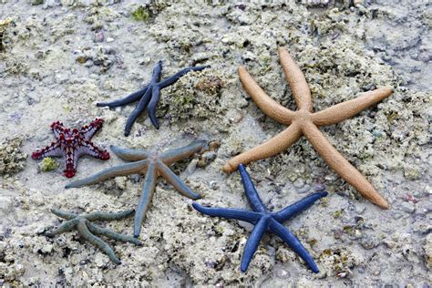 Starfish Free Stock Photo - Public Domain Pictures