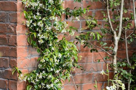 How To Grow Star Jasmine, Trachelospermum Jasminoides - BBC Gardeners ...