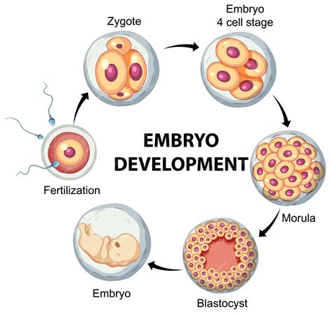 Free Vector | Human embryonic development in human infographic