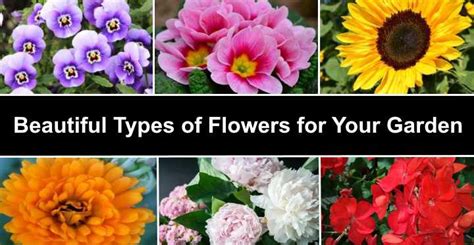 60 Types of Flowers: Huge List Of Flowers With Names & Pictures