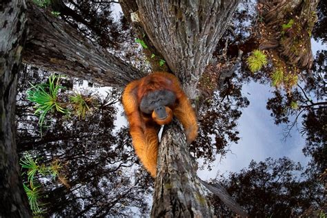 Las impresionantes fotos ganadoras de los World Nature Photography Awards 2020 - Clarín.com