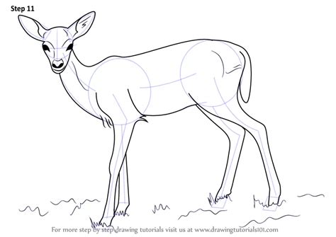 Step by Step How to Draw a Baby Deer aka Fawn : DrawingTutorials101.com