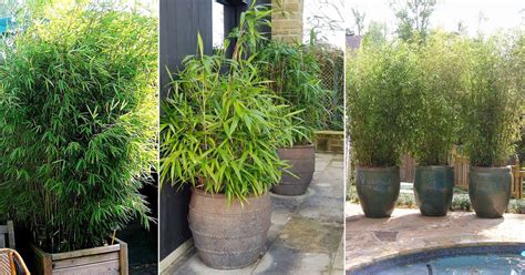 18+ Bamboo Plants For Pots - AurrinColtrane