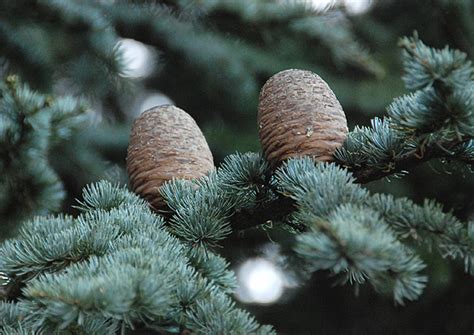 Practice Plant ID: Cedrus atlantica 'Glauca'