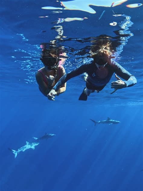 Swimming with sharks on the north shore of Oahu! in 2020 | Fun things to do, Oahu, Shark