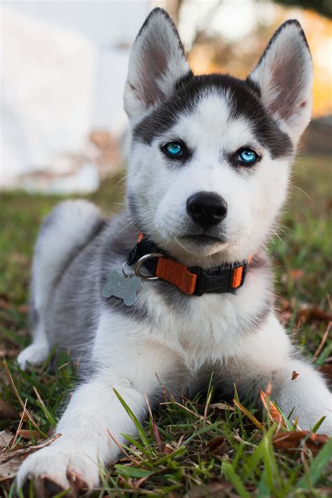 Download Siberian Husky Puppy With Blue Eyes Wallpaper | Wallpapers.com