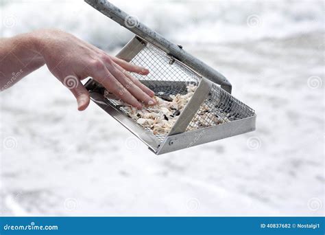 Hunting for Shark Teeth on Venice Beach Florida Stock Photo - Image of ...