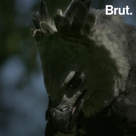 The harpy eagle is a fearsome predator | Brut.