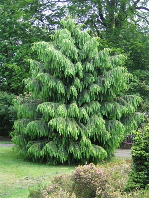 Evergreen Trees For The Garden | Types of evergreen trees, Plants, Garden trees