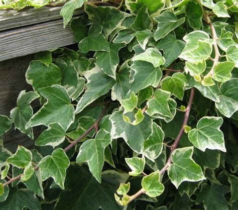 Variegated English Ivy | PlantAddicts.com