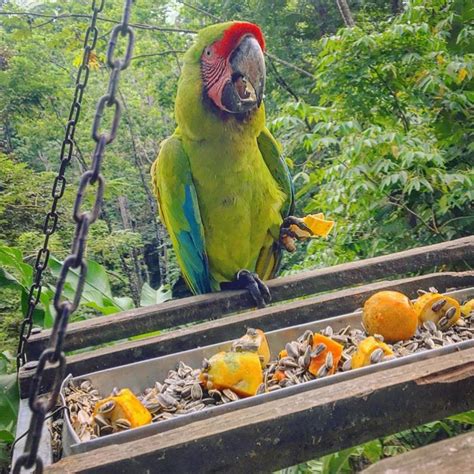 Cute Scarlet Macaws For Sale | Terry's Parrot Farm