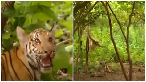 Gibbon teases tiger cubs in forest. Hilarious old video goes viral ...