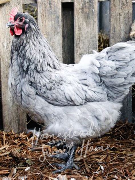 Sapphire Gem Chickens - Blue Chickens that Lay 300 Eggs/ Year