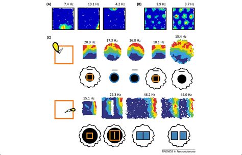 What do grid cells contribute to place cell firing?: Trends in ...