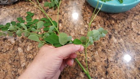 Moringa Salad - unique, colorful, and delicious | Homesteading Dreams