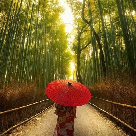 Review Wisata Hutan Bambu Arashiyama Di Kyoto Jepang | AuroraXa