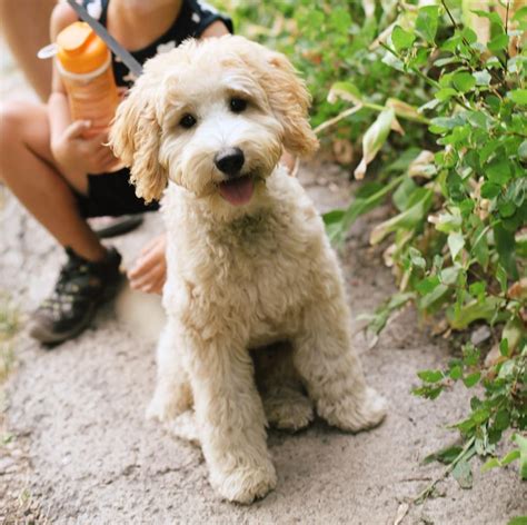 44++ Teacup poodle and golden retriever mix with information on 2021