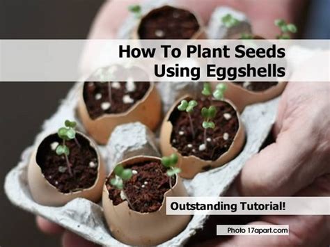 How To Plant Seeds Using Eggshells