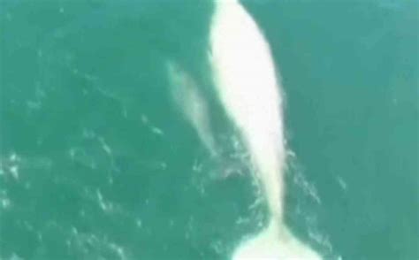 Whale "Gallon of Milk" spotted off Mexico's Pacific coast (Video ...