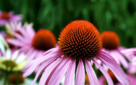 5 Echinacea Tea Benefits For Health