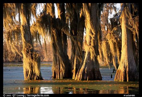 Picture/Photo: Trees covered by Spanish Moss at sunset, Lake Martin ...