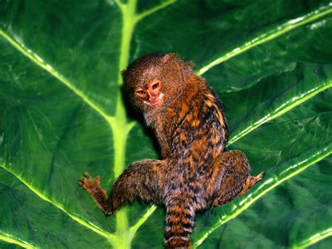 Marmoset Monkey Wallpapers - Pets Cute and Docile