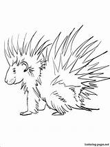 Porcupine Coloring Page At GetColoringscom  Free Printable colorings sketch template