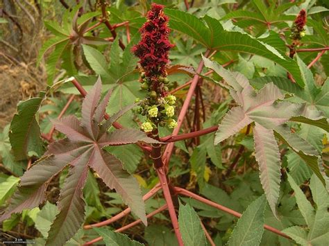 Ricinus communis (African Wonder Tree, Castor Bean, Castor Bean Plant, Castor Oil Plant, Castor ...