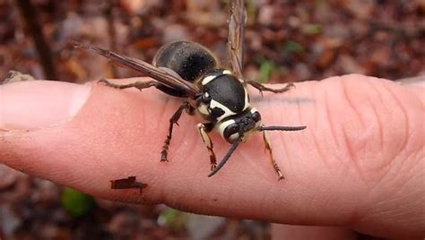 Watch Out For Bald-Faced Hornets In New Hartford