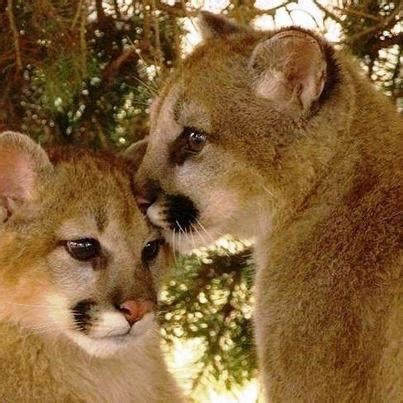 Adorable Cougar Cubs | FanPhobia - Celebrities Database