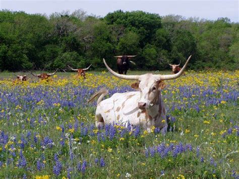 Longhorn rancher is long on success