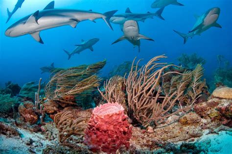 Caribbean Reef Sharks surrounding the coral reef | Reef shark, Shark diving, Diving