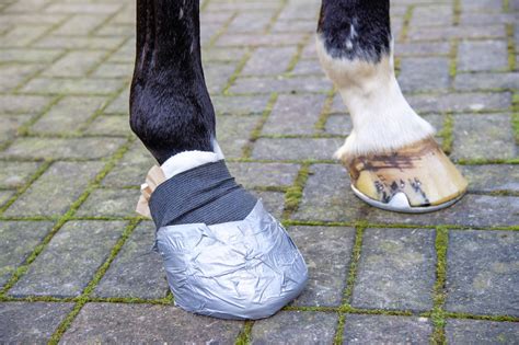 How to poultice a hoof: Alan Davies' step-by-step guide - Your Horse