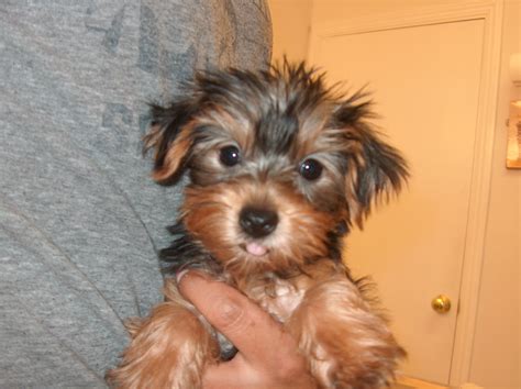 Yorkie Puppy