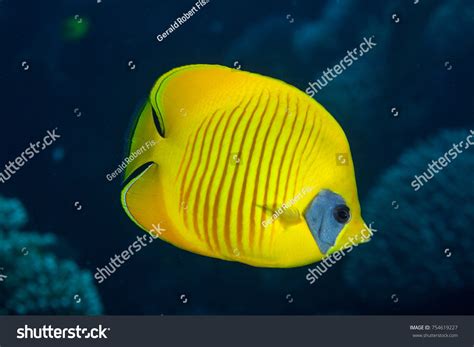 2,926 Yellow butterflyfish Images, Stock Photos & Vectors | Shutterstock