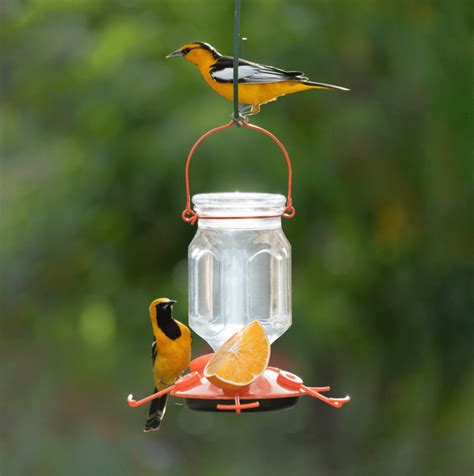 Feeding Orioles: What Do Orioles Eat? - Birds and Blooms