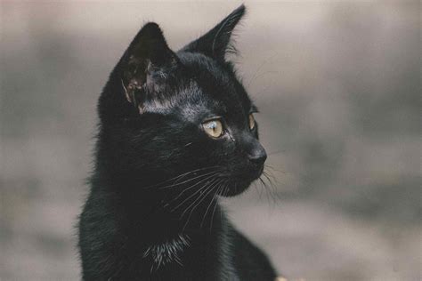 Black Cat Names: From Ebony to Twilight, Ranked by Popularity