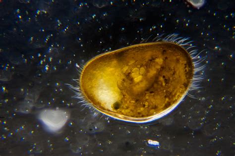 Ostracod | The Microscopic Life of Shetland Lochs