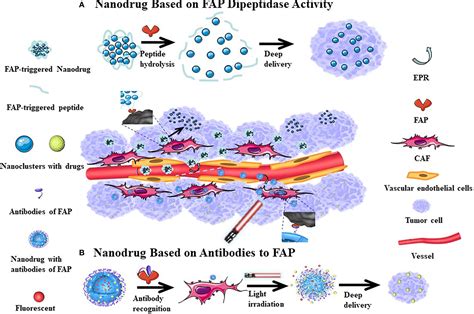 Frontiers | Fibroblast Activation Protein-α as a Target in the Bench-to ...