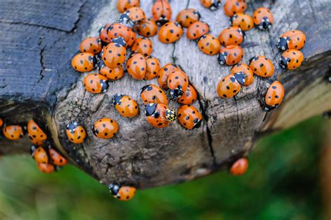 Was hilft gegen Marienkäfer? » So wirst du sie los