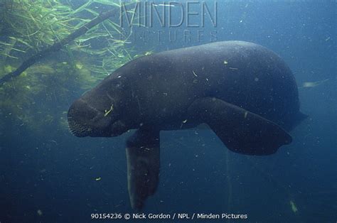 Amazonian Manatee stock photo - Minden Pictures