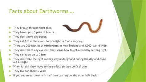 Earthworm Presentation