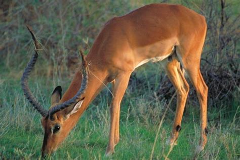 Plants, Herbivores, and Predators