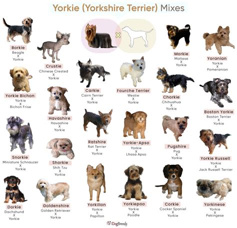 List of Popular Yorkie (Yorkshire Terrier) Mixes With Pictures