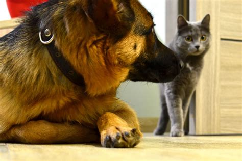 Are German Shepherds Good with Cats? What You Need to Know I The ...