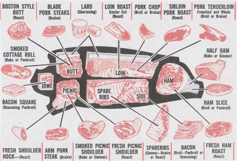 pork anatomy - Google Search | Pork sirloin, Pig meat, Pork