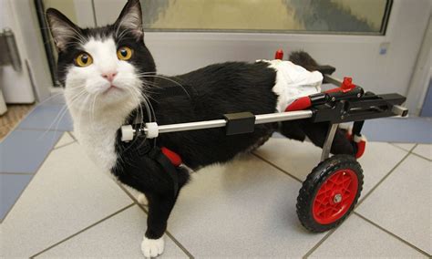 It's cat wheely: Now injured Scooter can keep on rolling... thanks to his new CHARIOT | Daily ...