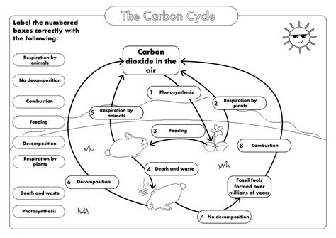 GCSE Biology: Carbon Cycle worksheets and A3 wall posters UPDATED ...