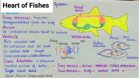 Fish Circulatory System Diagram