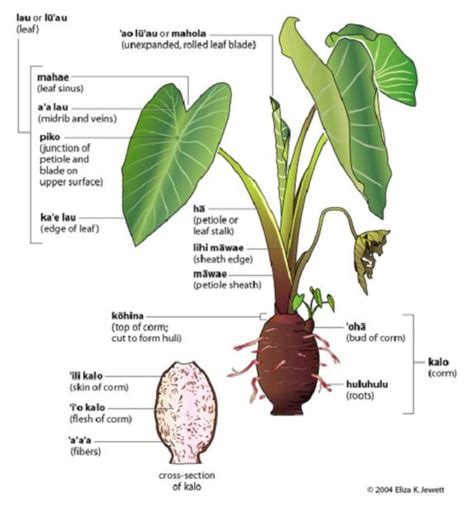 Two2 Taro Elephant Ear Tubers coco Yam Colocasia Esculenta - Etsy